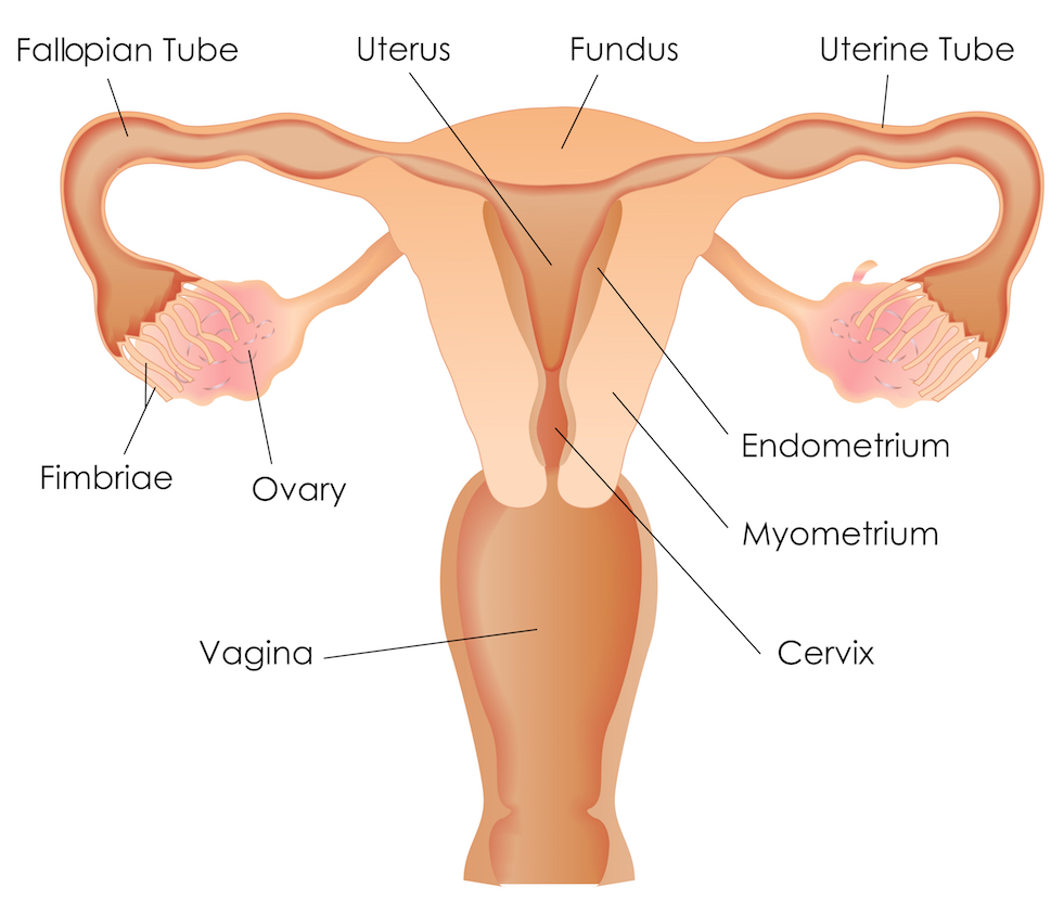 Human Female Reproductive System Worksheet Answers Flechziri